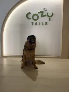 Dog resting in air-conditioned room at Cozy Tails Pet Hotel, Ratchada