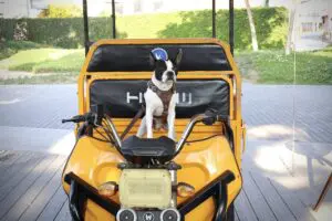 the standard hua hin dog friendly