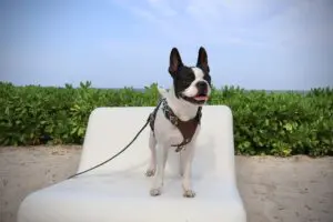 the standard hua hin dog friendly