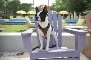 the standard hua hin dog friendly