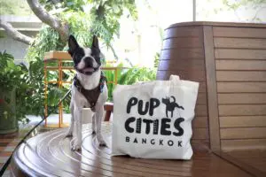 the standard hua hin dog friendly