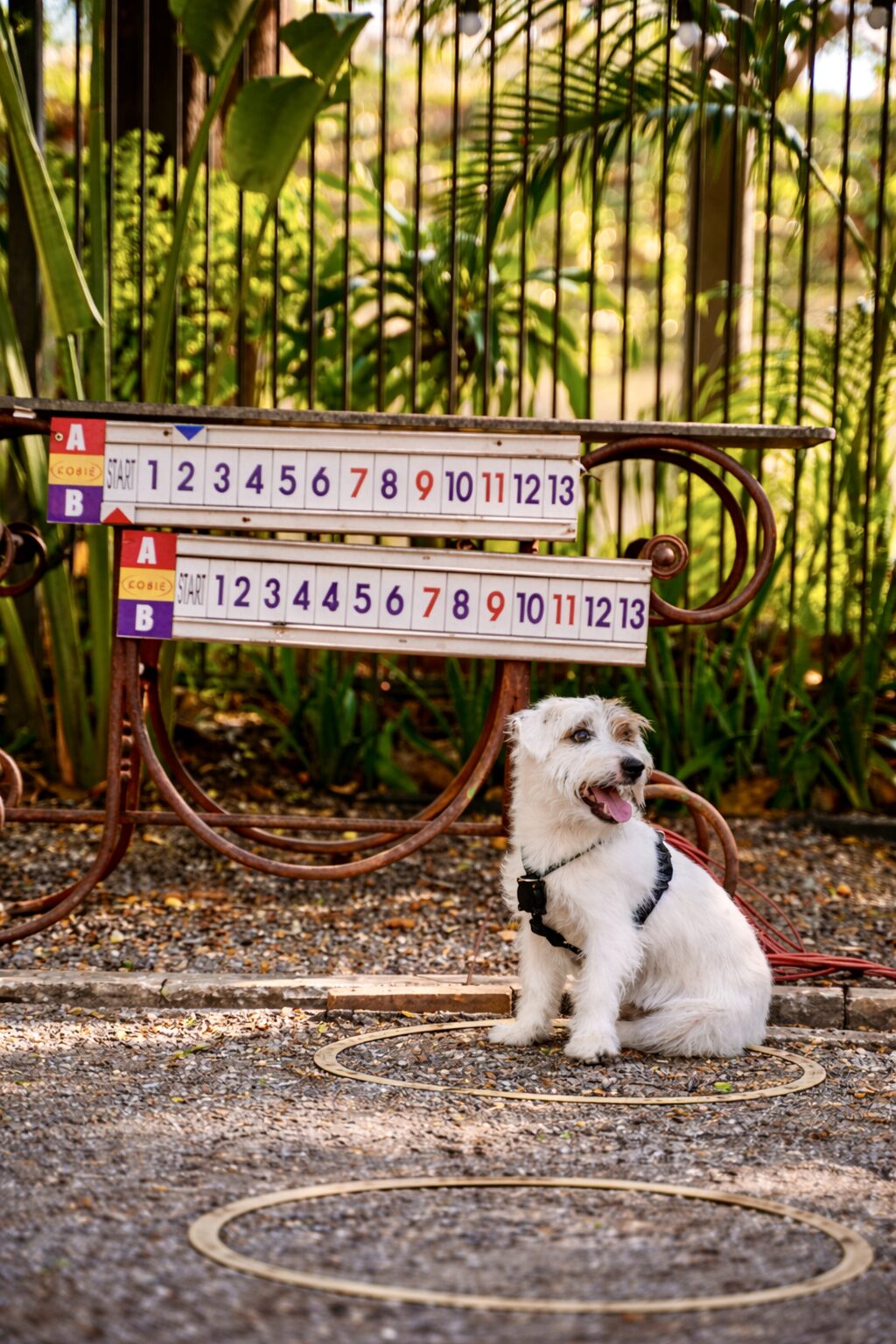 Dog-friendly Restaurant in Bangkok. Playlys.