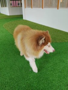 Dog resting in air-conditioned room at Cozy Tails Pet Hotel, Ratchada