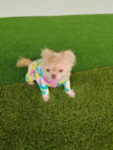Dog resting in air-conditioned room at Cozy Tails Pet Hotel, Ratchada