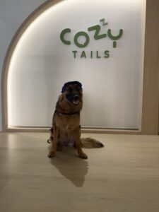 Dog resting in air-conditioned room at Cozy Tails Pet Hotel, Ratchada