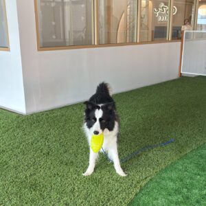 Caregiver with dog at Cozy Tails Pet Hotel, Bangkok