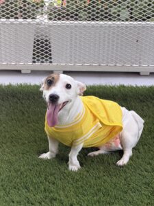 Dog resting in air-conditioned room at Cozy Tails Pet Hotel, Ratchada