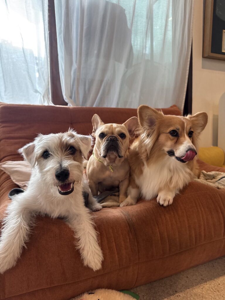 Holiday Haus Dog Hotel Ekkamai Bangkok