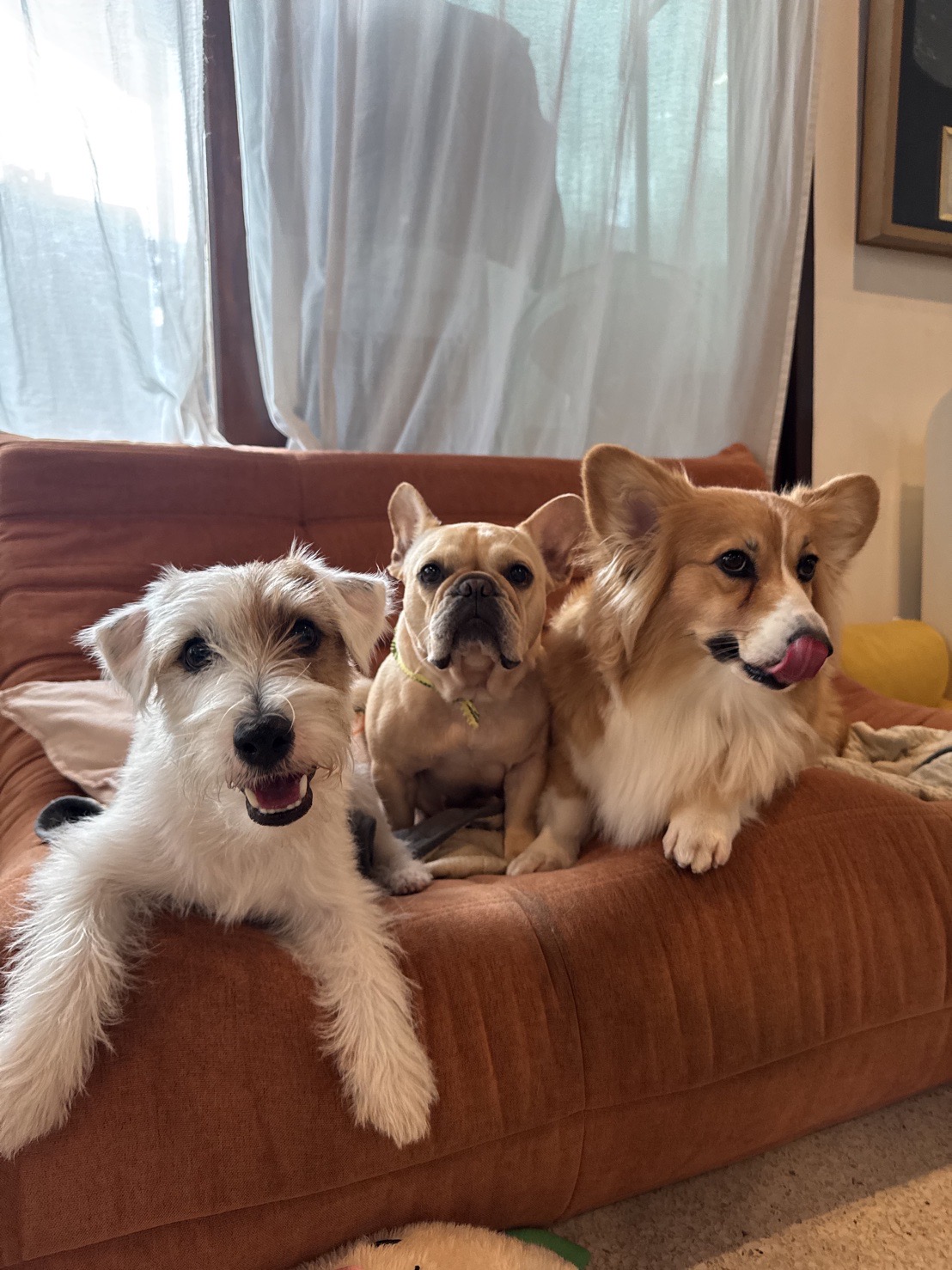 Holiday Haus Dog Hotel Ekkamai Bangkok