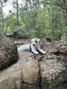 dog-friendly Koh Samui Koh Phangan