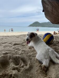 dog-friendly Koh Samui Koh Phangan