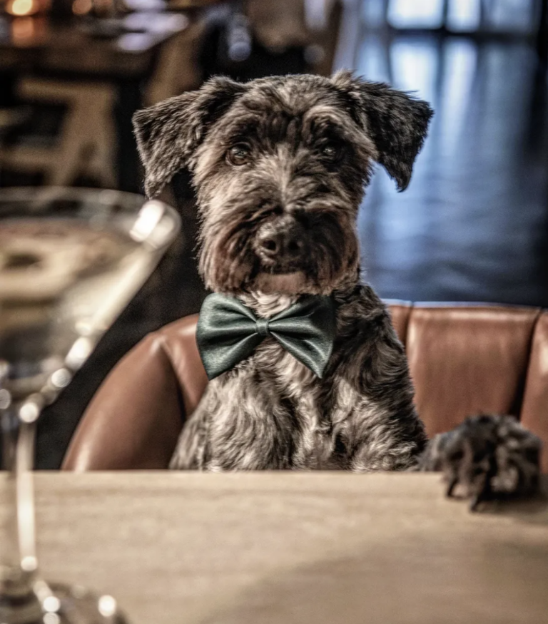 dog-friendly cafe Phrom Phong