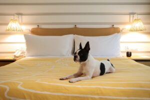 the standard hua hin dog friendly