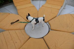 the standard hua hin dog friendly