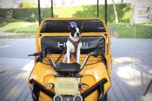 the standard hua hin dog friendly
