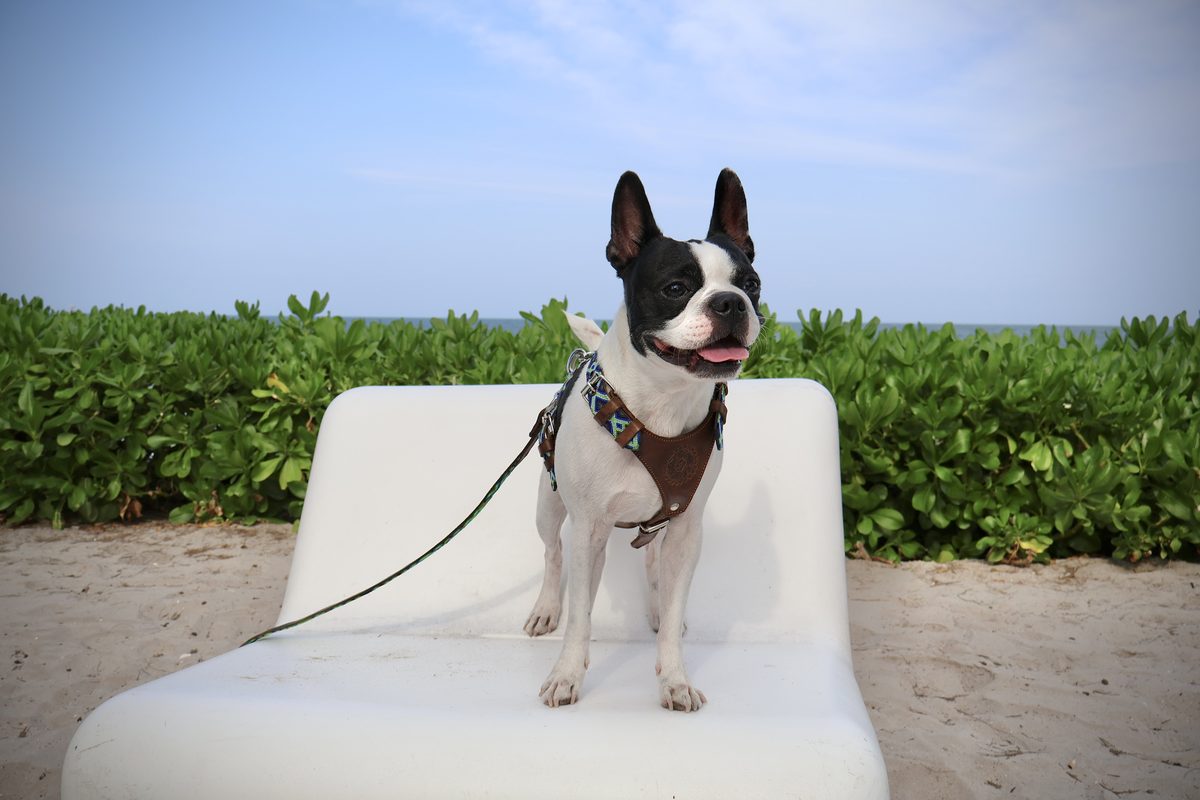 the standard hua hin dog friendly