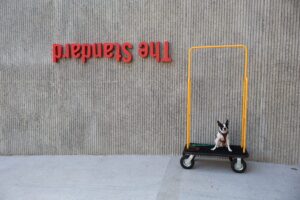the standard hua hin dog friendly