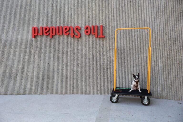 the standard hua hin dog friendly