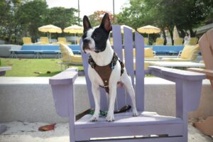 the standard hua hin dog friendly