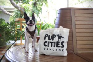 the standard hua hin dog friendly