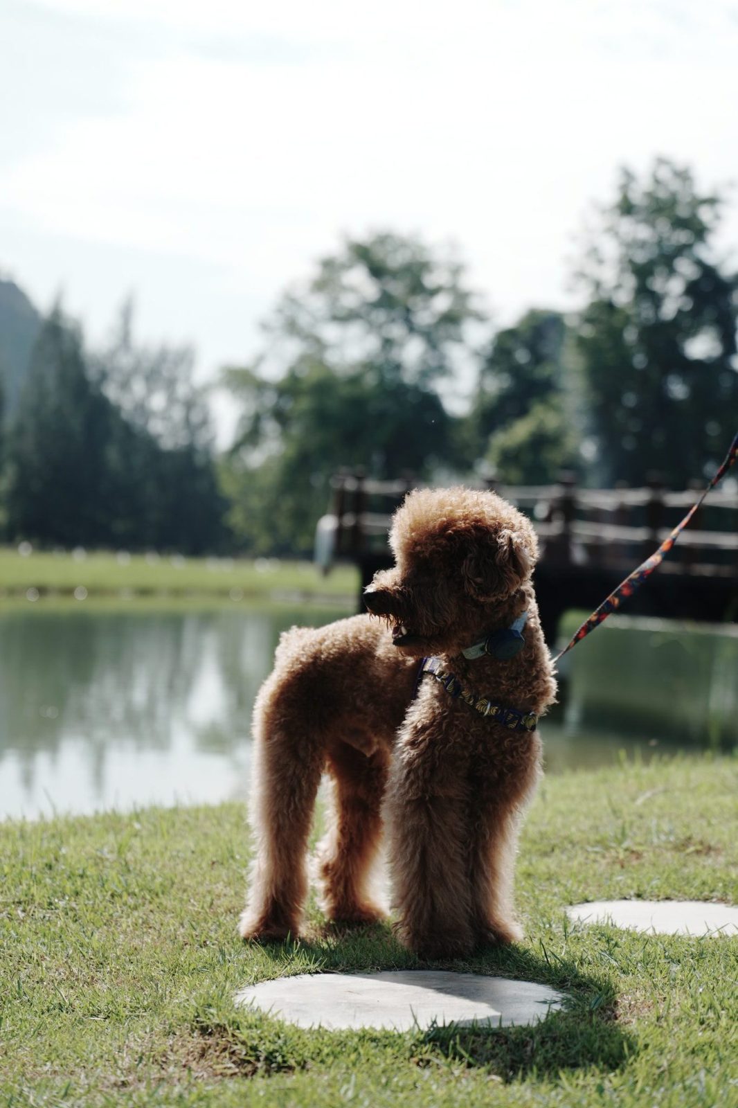 Zui, a Mini Poodle, in the open field at dog-friendly Hug Valley Cafe in Nong Chumphon, Phetchaburi