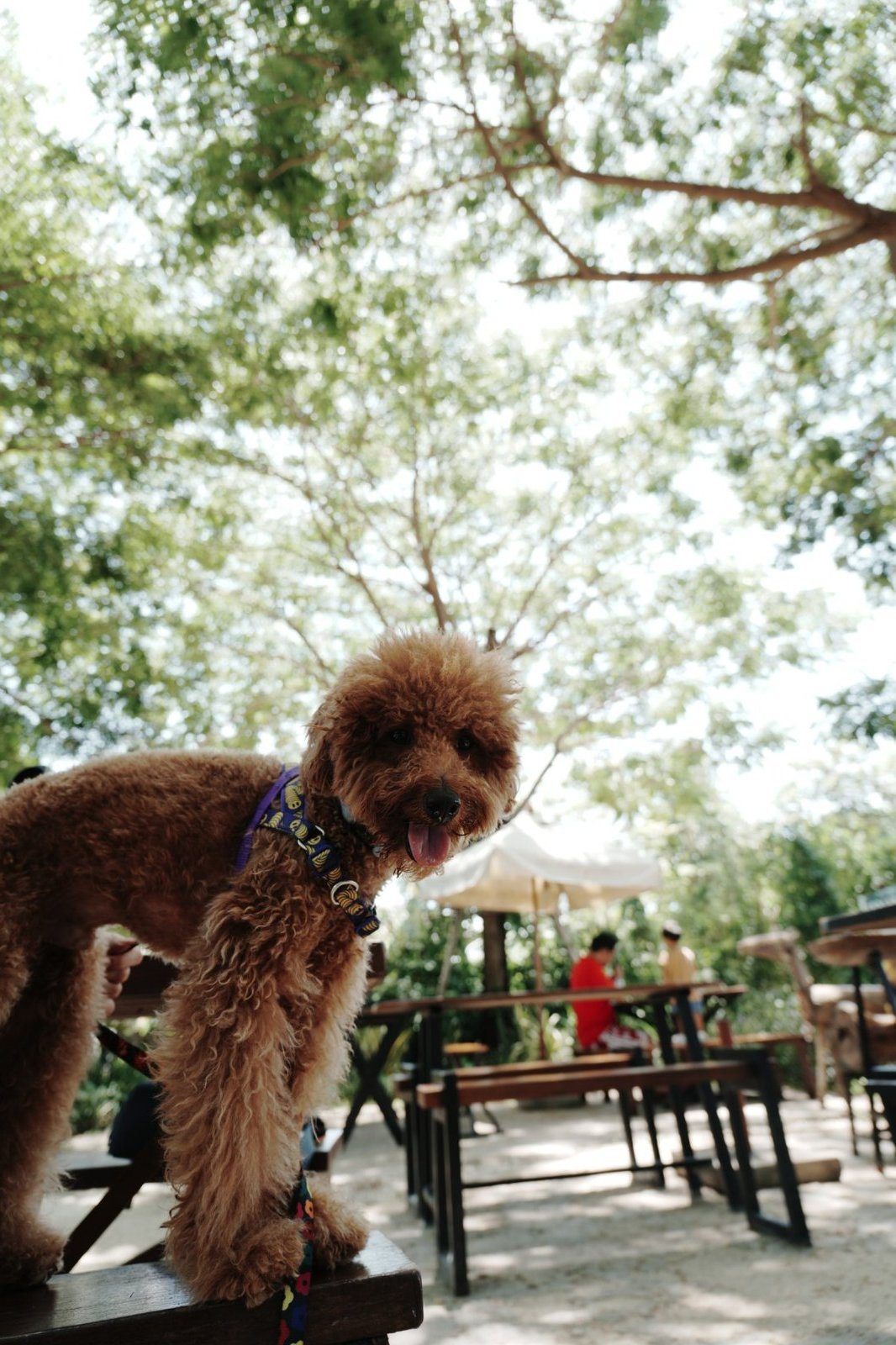 Dog-friendly garden seating at The Life Garden Boutique Farmstay Cafe, Hat Chao Samran