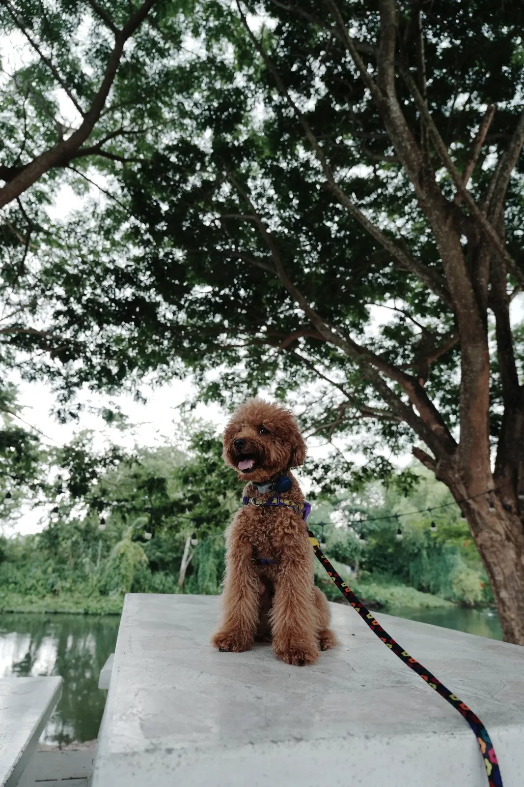 Zui relaxing at J&S Farmstay