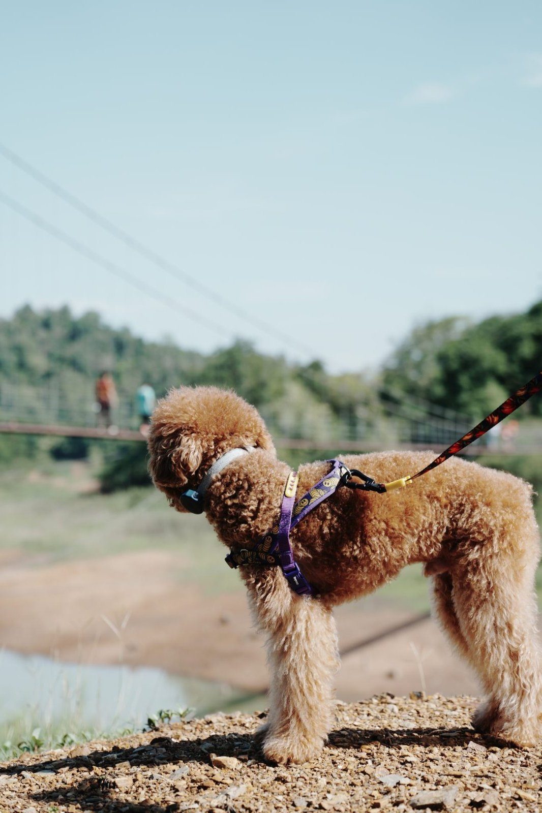 Zui crossing the Kaeng Krachan Dam rope bridge