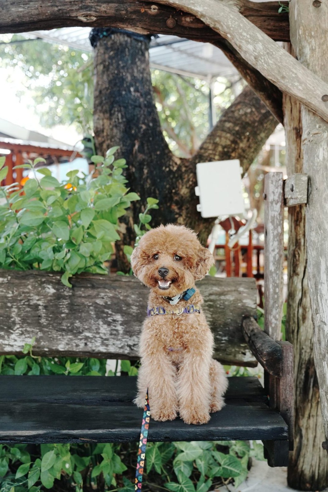 Dog-friendly riverside seating under the trees at Kissa Cafe, Kaeng Krachan